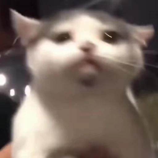 🐈 Стикер «Песики и коты» для Telegram