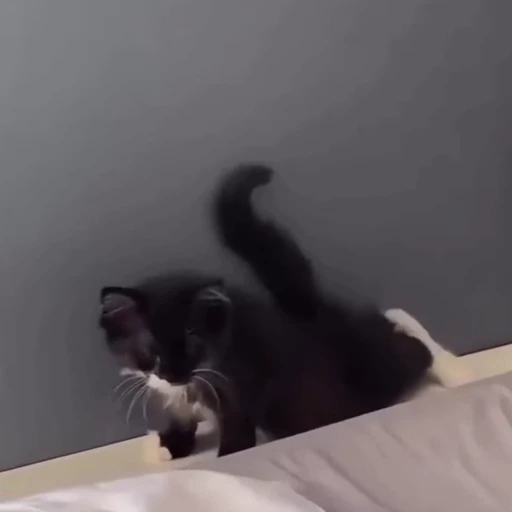 🐈 Стикер «Песики и коты» для Telegram
