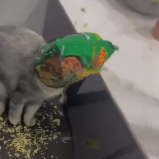 🐈 Стикер «Песики и коты» для Telegram