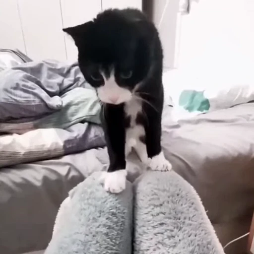 🐈 Стикер «Песики и коты» для Telegram