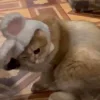 Стикер 14 Пирокинезис И Ра