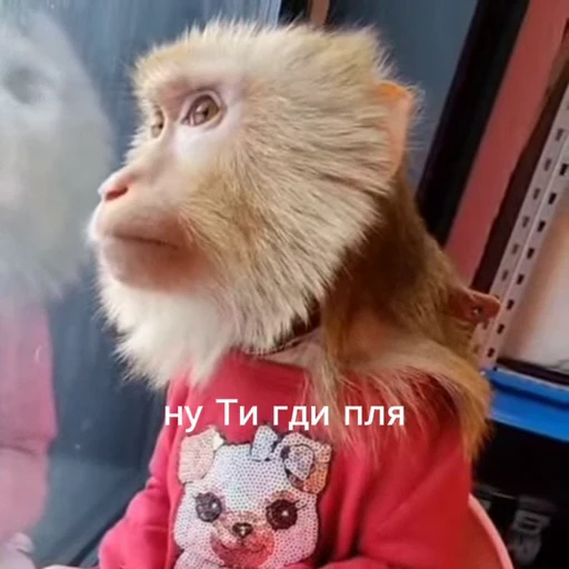 🤩 Стикер «/q img» для Telegram
