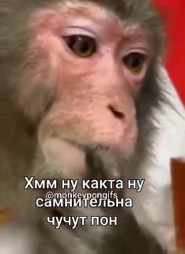 🤩 Стикер «/q img» для Telegram
