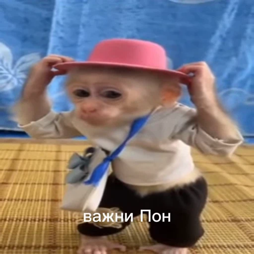 🤩 Стикер «/q img» для Telegram