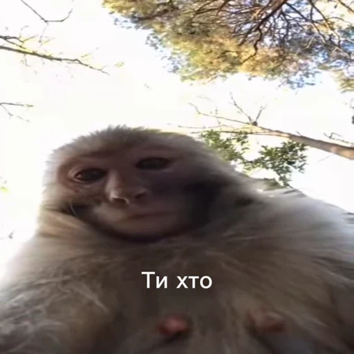 🤩 Стикер «/q img» для Telegram