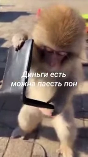 🤩 Стикер «/q img» для Telegram
