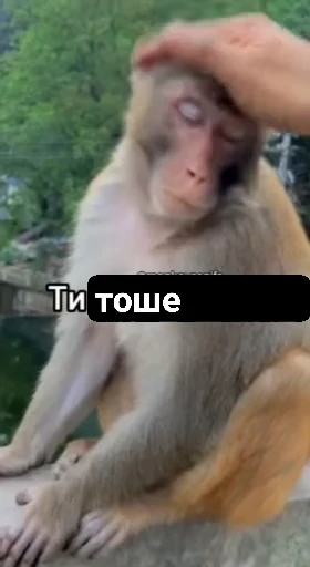 🤩 Стикер «/q img» для Telegram