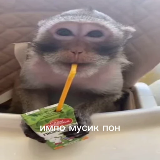 🤩 Стикер «/q img» для Telegram