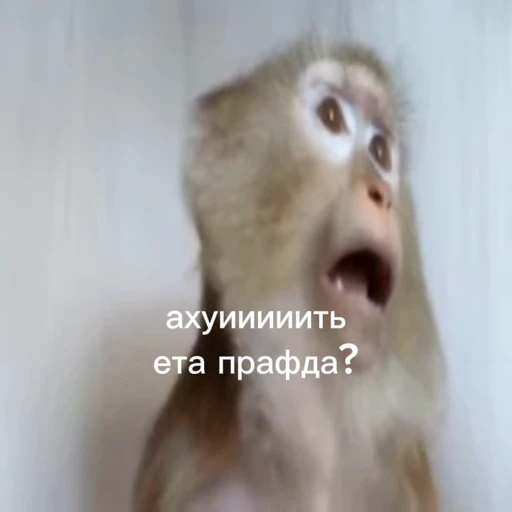 🤩 Стикер «/q img» для Telegram