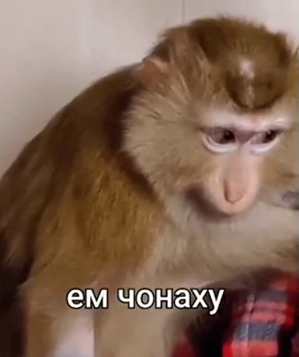 🤩 Стикер «/q img» для Telegram