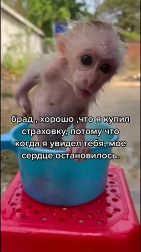 🤩 Стикер «/q img» для Telegram