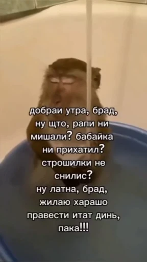 🤩 Стикер «/q img» для Telegram