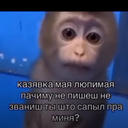 🤩 Стикер «/q img» для Telegram