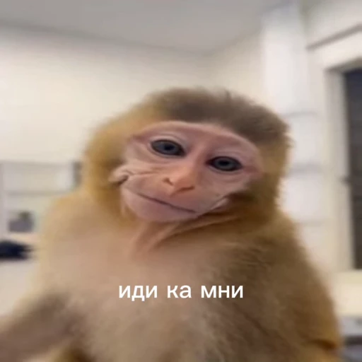 🤩 Стикер «/q img» для Telegram
