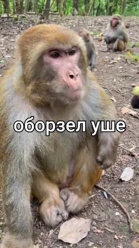 🤩 Стикер «/q img» для Telegram