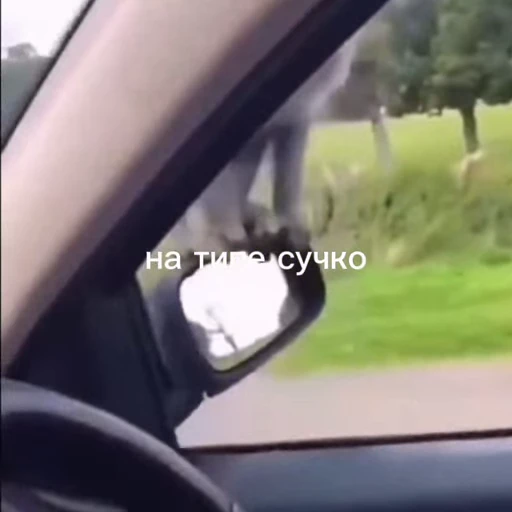 🤩 Стикер «/q img» для Telegram