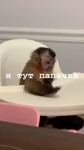 🤩 Стикер «/q img» для Telegram