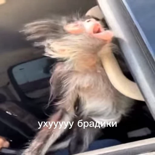 🤩 Стикер «/q img» для Telegram