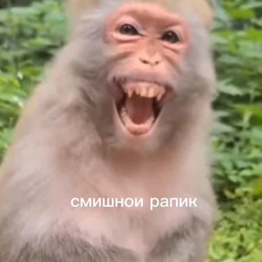 🤩 Стикер «/q img» для Telegram