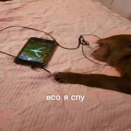 🤩 Стикер «/q img» для Telegram