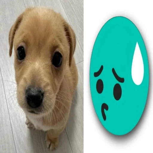 🌟 Стикер «собачка милая» для Telegram
