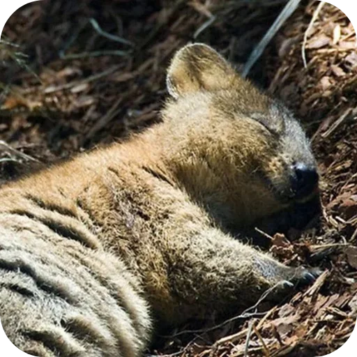 💤 Стикер «Quokka» для Telegram