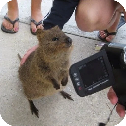 📸 Стикер «Quokka» для Telegram