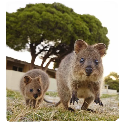 🏃 Стикер «Quokka» для Telegram