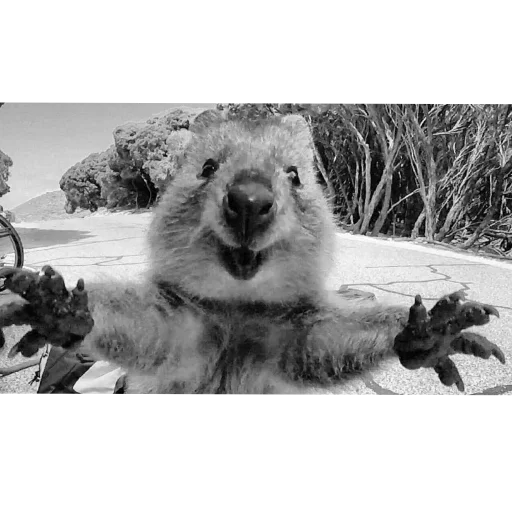 🤗 Стикер «Quokka» для Telegram