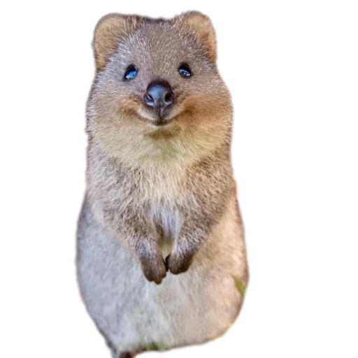 Стикерпак Quokka для Telegram
