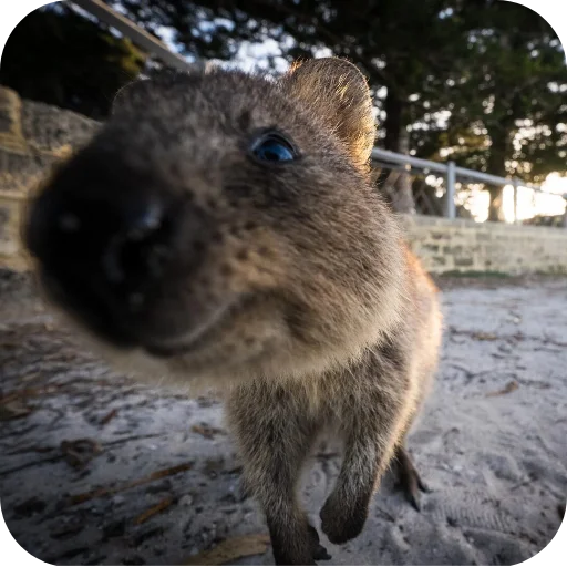 👃 Стикер «Quokka» для Telegram