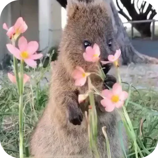 🌸 Стикер «Quokka» для Telegram