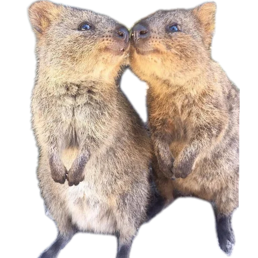 🥰 Стикер «Quokka» для Telegram