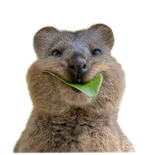 😋 Стикер «Quokka» для Telegram