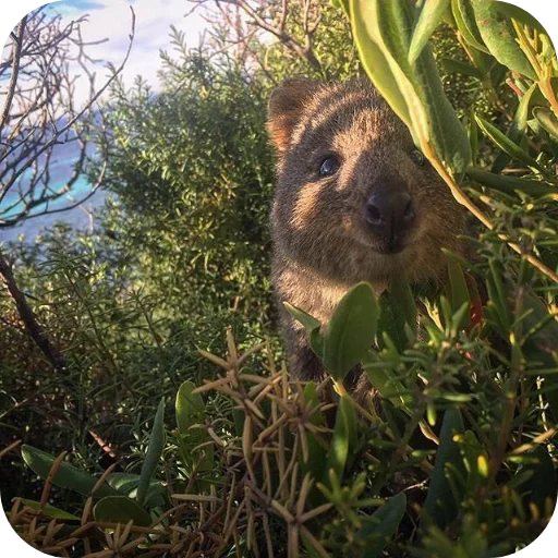 🌴 Стикер «Quokka» для Telegram