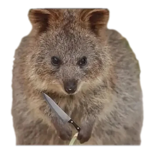 😡 Стикер «Quokka» для Telegram