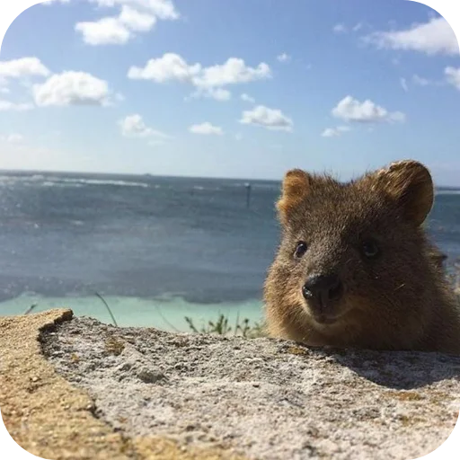 🏖 Стикер «Quokka» для Telegram