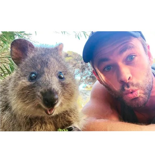 🤳 Стикер «Quokka» для Telegram