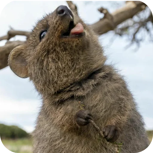 🤪 Стикер «Quokka» для Telegram