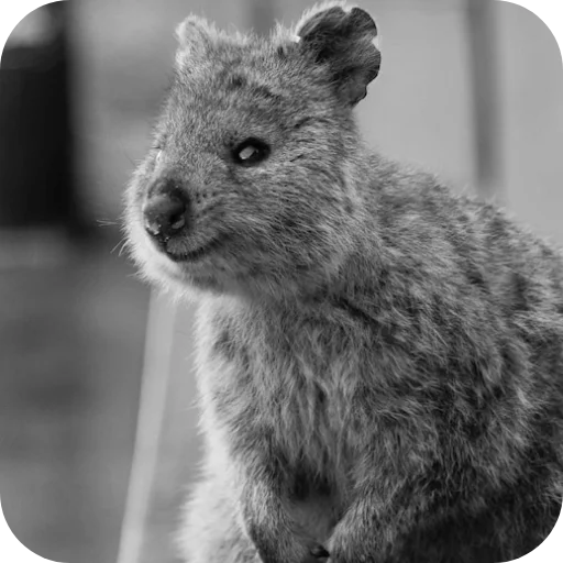 🥺 Стикер «Quokka» для Telegram