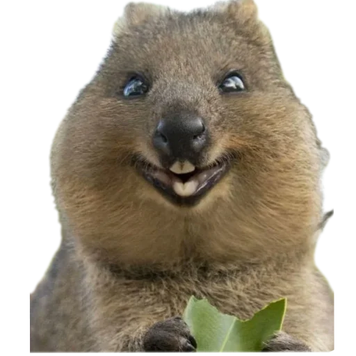 😁 Стикер «Quokka» для Telegram