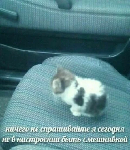 🐈 Стикер «цитатный пак» для Telegram
