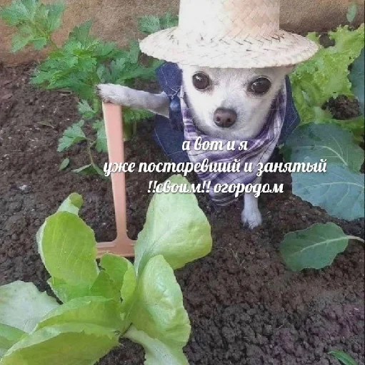 👨‍🌾 Стикер «цитатный пак» для Telegram