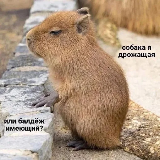 ❓ Стикер «цитатный пак» для Telegram