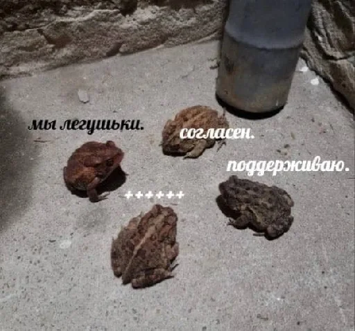 🐸 Стикер «цитатный пак» для Telegram
