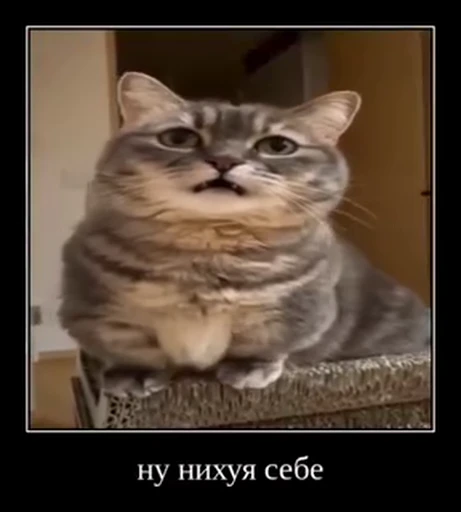 🌟 Стикер «лифамистр» для Telegram
