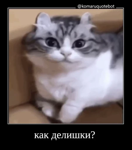 🌟 Стикер «лифамистр» для Telegram
