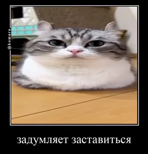 🌟 Стикер «лифамистр» для Telegram