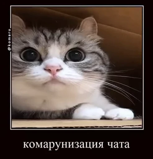 🌟 Стикер «лифамистр» для Telegram