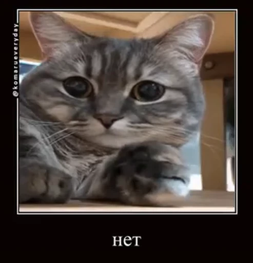 🌟 Стикер «лифамистр» для Telegram